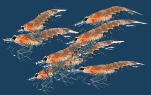 krill